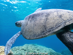 Green Sea Turtle - Chelonia mydas by Stefanos Michael 